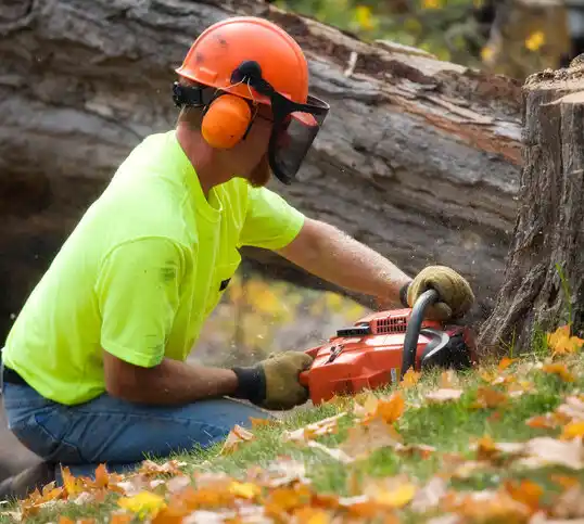 tree services Sagamore